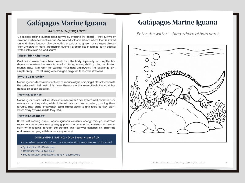 A left page spread about how Galapagos marina iguanas dive underwater and a right page coloring image of a Galapagos marine iguana