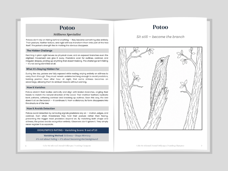 Open book showing pages about potoos with text and illustrations on a gray background